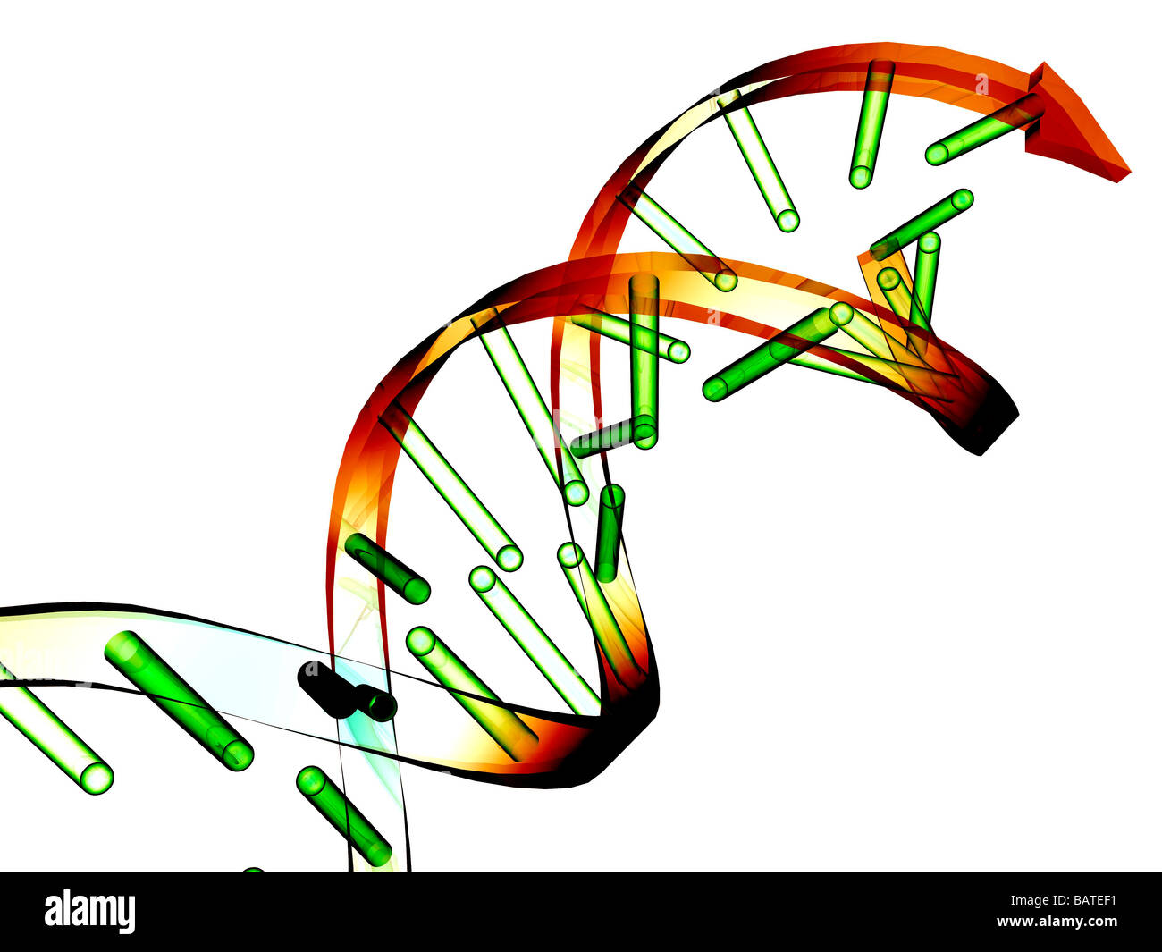 Unzipped DNA molecule, conceptual computer artwork. Stock Photo