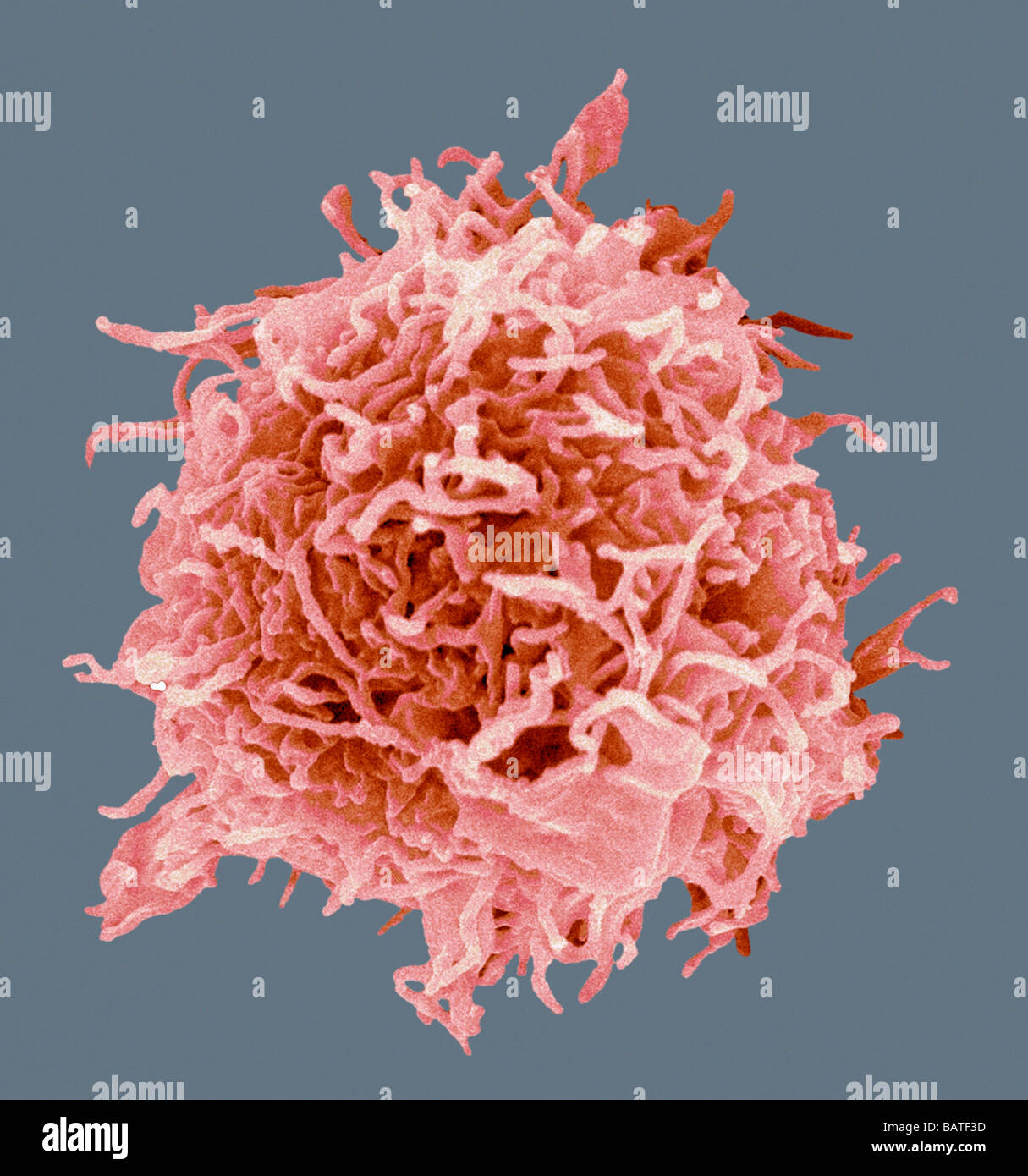 B-cell, coloured scanning electron micrograph(SEM). B-cells are a type of white blood cell involved in immune respone. Stock Photo