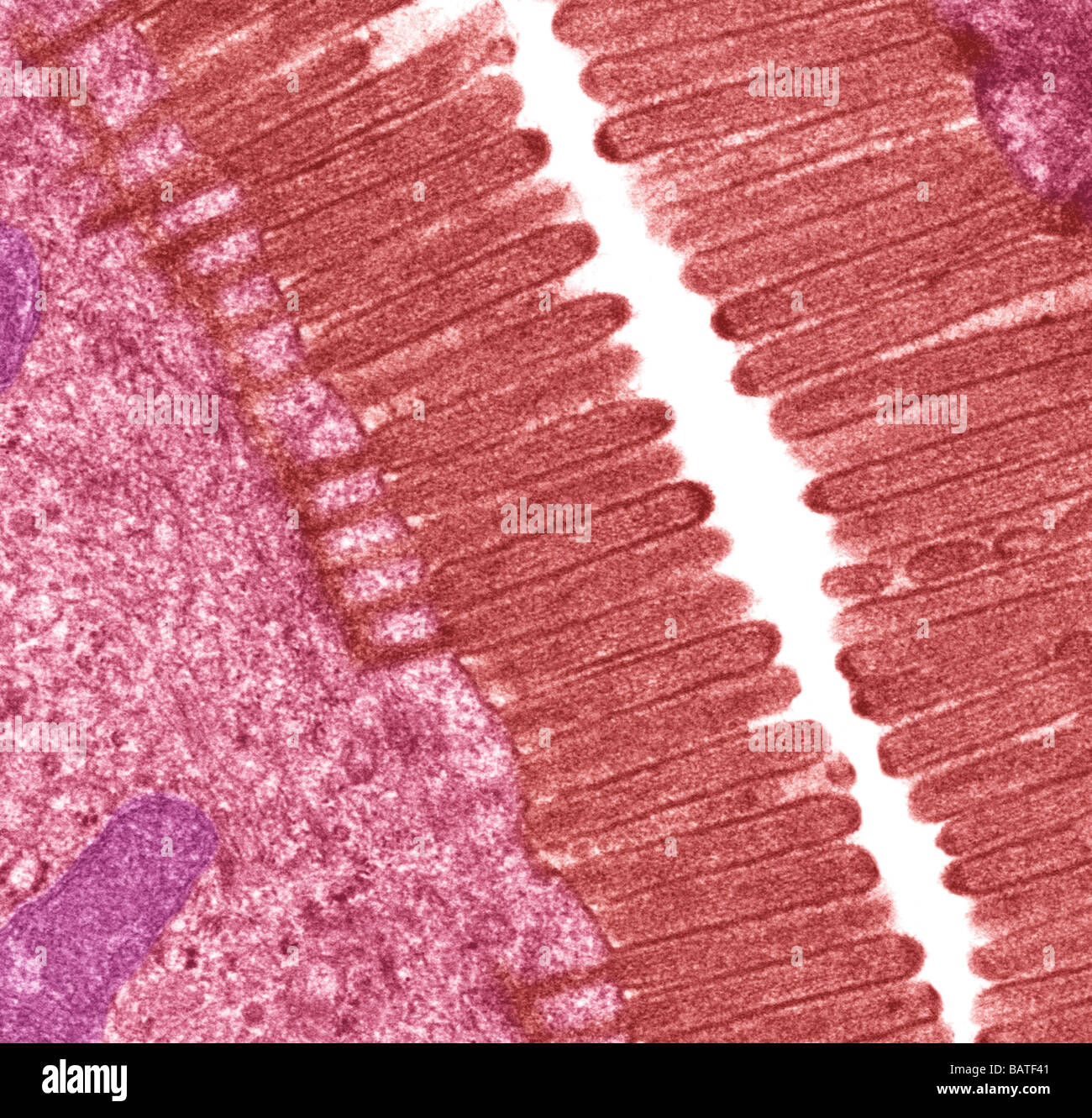 Intestinal microvilli. Coloured transmissionelectron micrograph (TEM) of a section throughmicrovilli from the small intestine. Stock Photo
