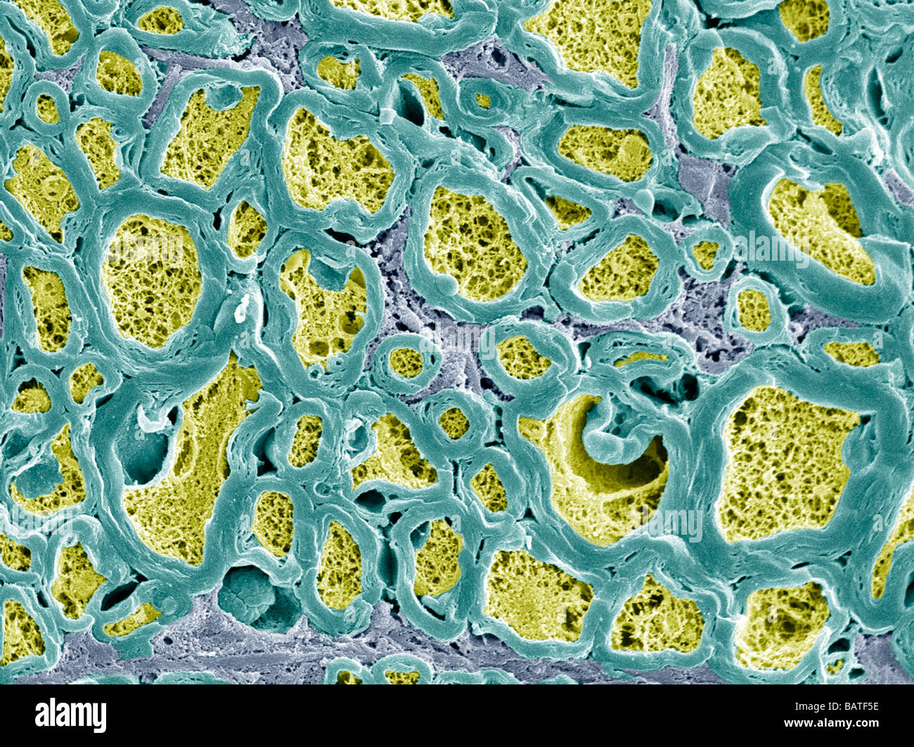 Microscope connective tissue nerve hi-res stock photography and images ...
