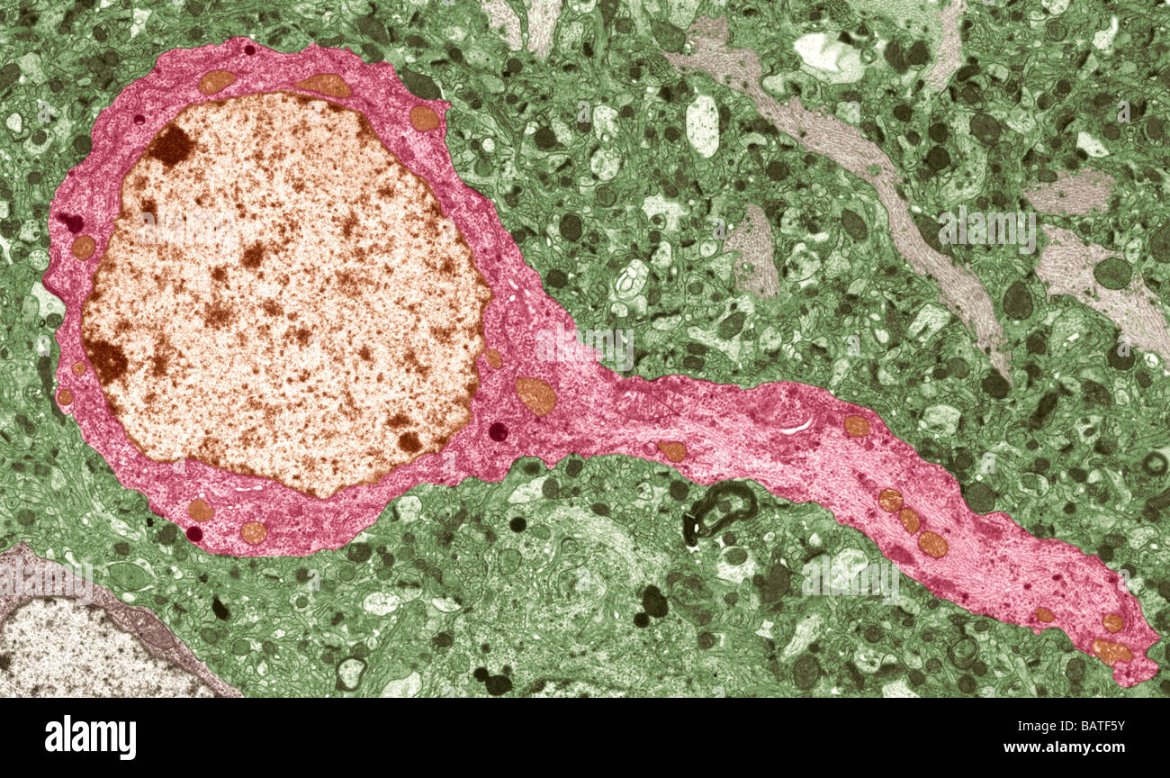 Nerve cell. Coloured transmission electronmicrograph (TEM) of a neurone embedded in greymatter in central nervous system (CNS) Stock Photo