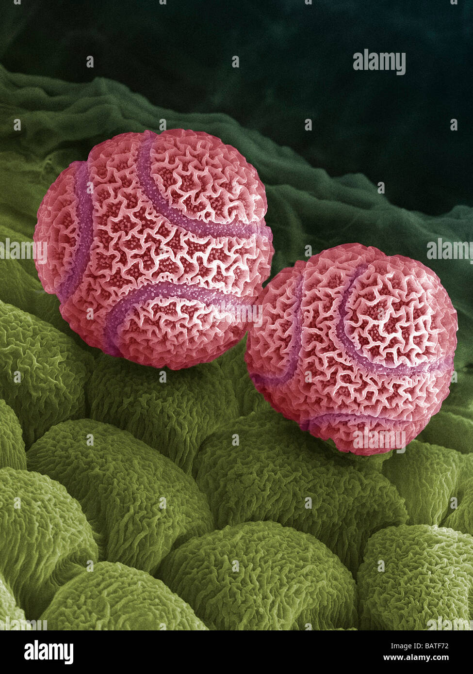 Passion flower pollen. Coloured scanning electronmicrograph (SEM) of