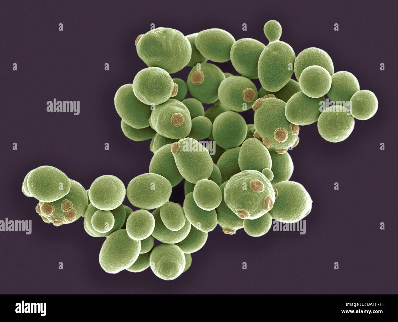 Yeast cells. Coloured scanning electron micrograph(SEM) of cells of brewer's yeast (Saccharomycescerevisiae). Stock Photo