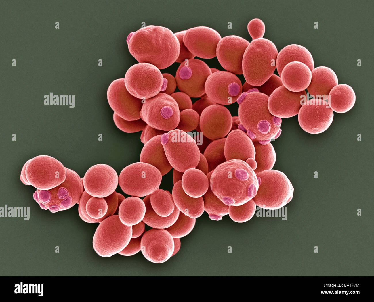 Yeast cells. Coloured scanning electron micrograph(SEM) of cells of brewer's yeast (Saccharomycescerevisiae). Stock Photo