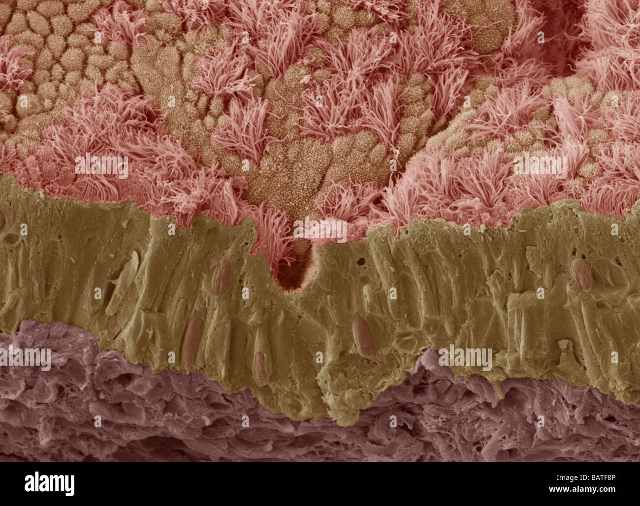 Trachea mucous membrane. Coloured scanningelectron micrograph (SEM) of a fractured mucousmembrane of the trachea (wind pipe) Stock Photo