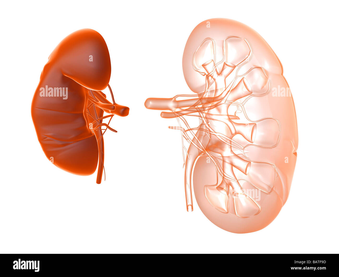 внутреннее строение почки. уменьшение толщины почек. почка малых размеров. почка малых размеров. почечные чашечки функции.