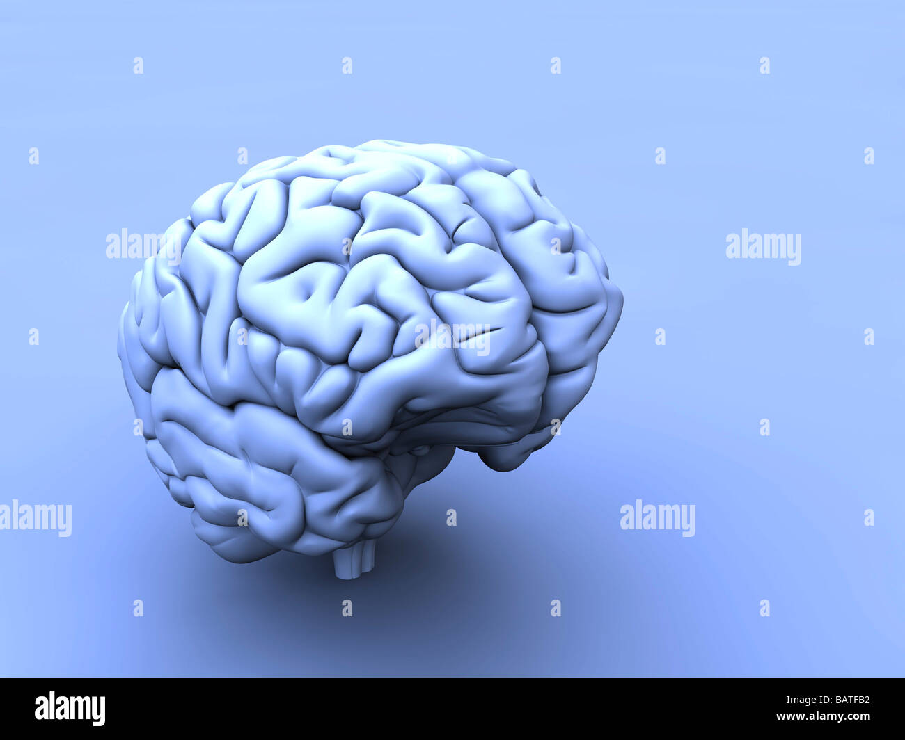 Human brain, computer artwork Stock Photo - Alamy