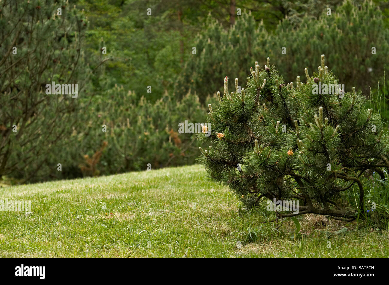 Mountain pine (Pinus mugo) Stock Photo