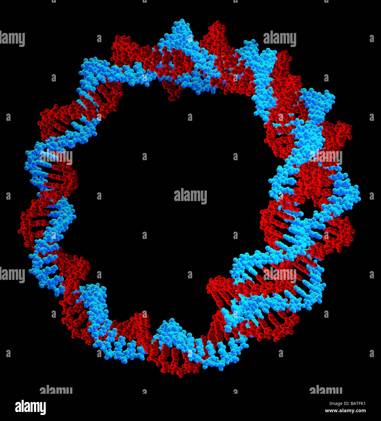 Circular DNA (deoxyribonucleic acid) molecule,computer artwork. Circular DNA has no ends, but consists of a ring structure. Stock Photo