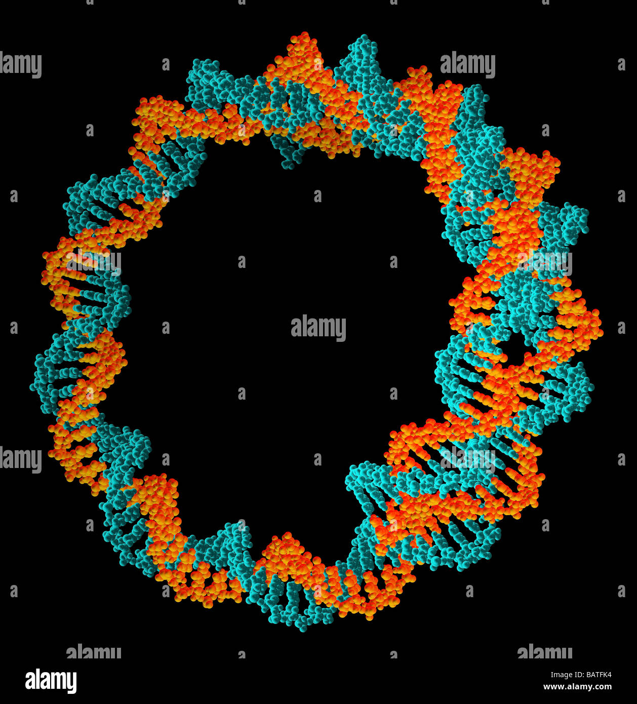Circular DNA (deoxyribonucleic acid) molecule,computer artwork. Circular DNA has no ends, but consists of a ring structure. Stock Photo