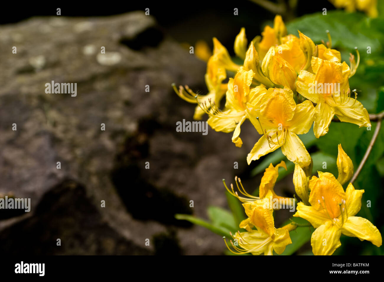 Yellowstone Rhododendron Yellow flowers of Rhododendron Stock Photo - Alamy