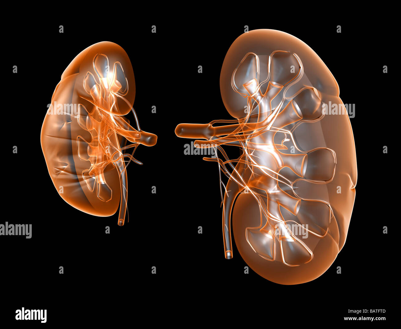 Kidneys, computer artwork. Stock Photo