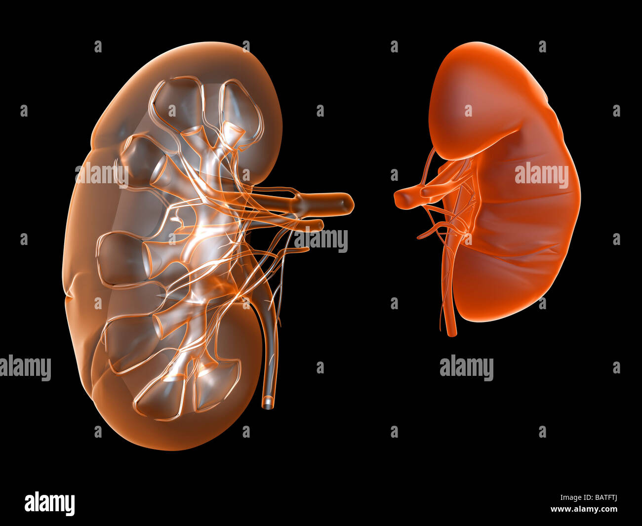 Kidneys, computer artwork. Stock Photo