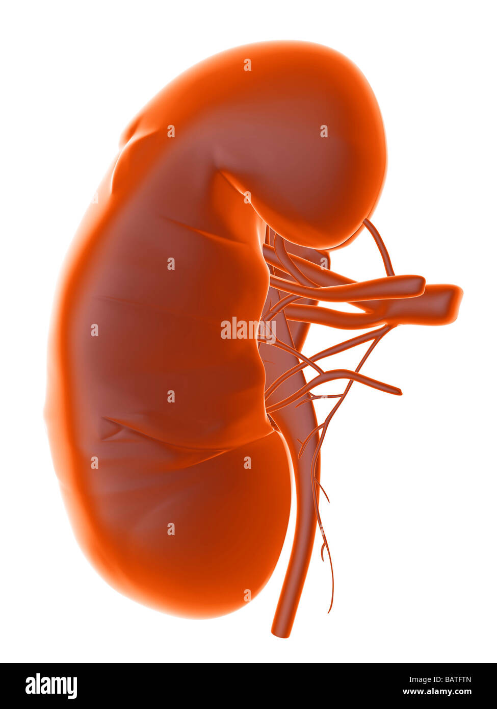 Kidney Desktop External organ organs hi-res stock photography and images - Alamy
