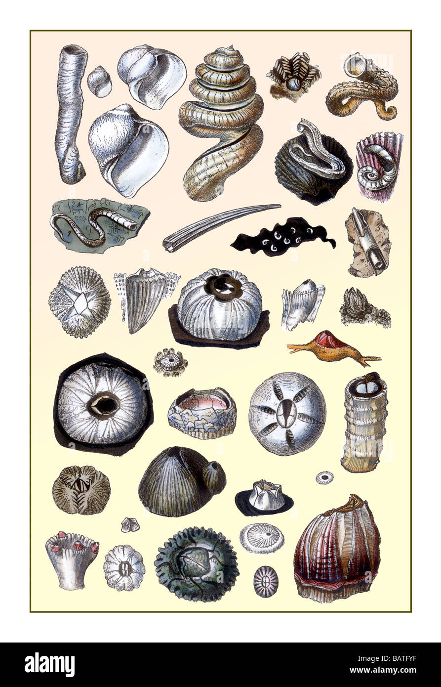 Shells: Annelides and Cirripedes Stock Photo