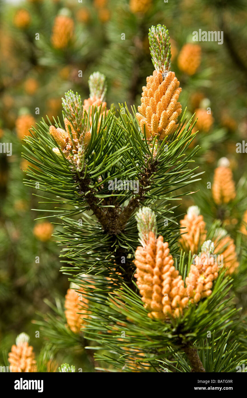 Closeup of a mountain pine (Pinus mugo) Stock Photo