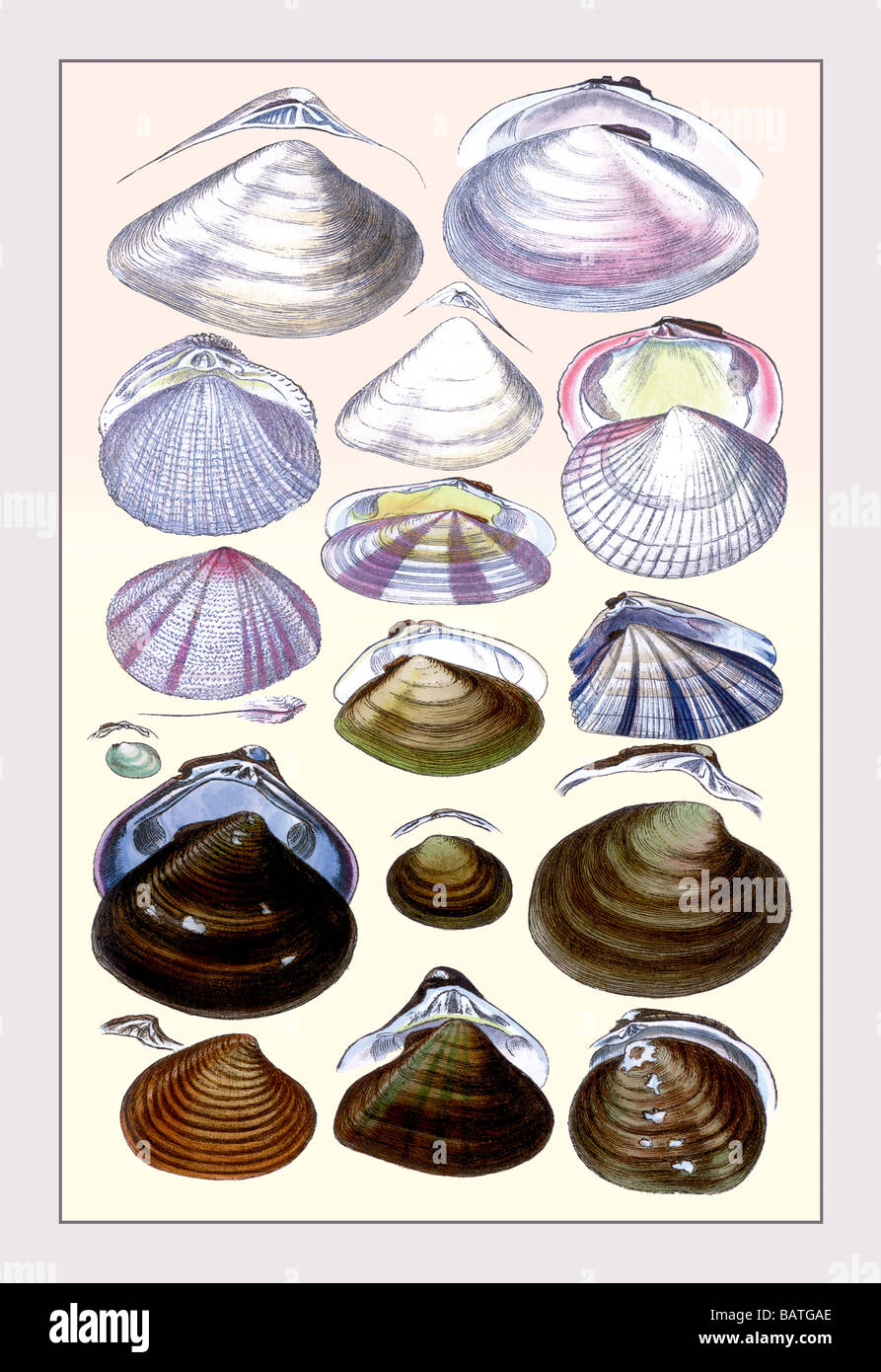 Shells: Dimyaria #3 Stock Photo - Alamy