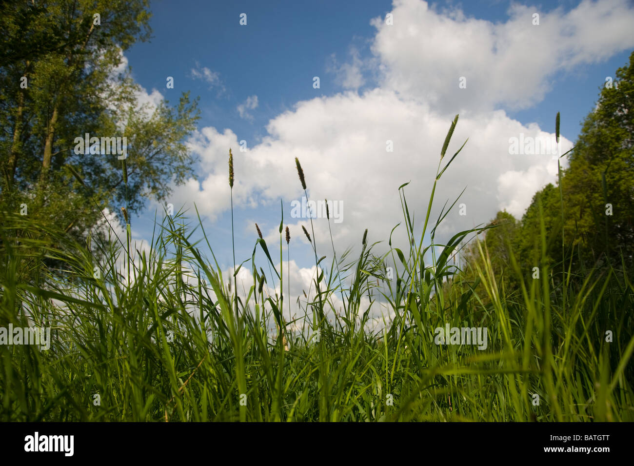 Reeds Perspective Closeup of reed from a low perspective under a blue sky Stock Photo - Alamy