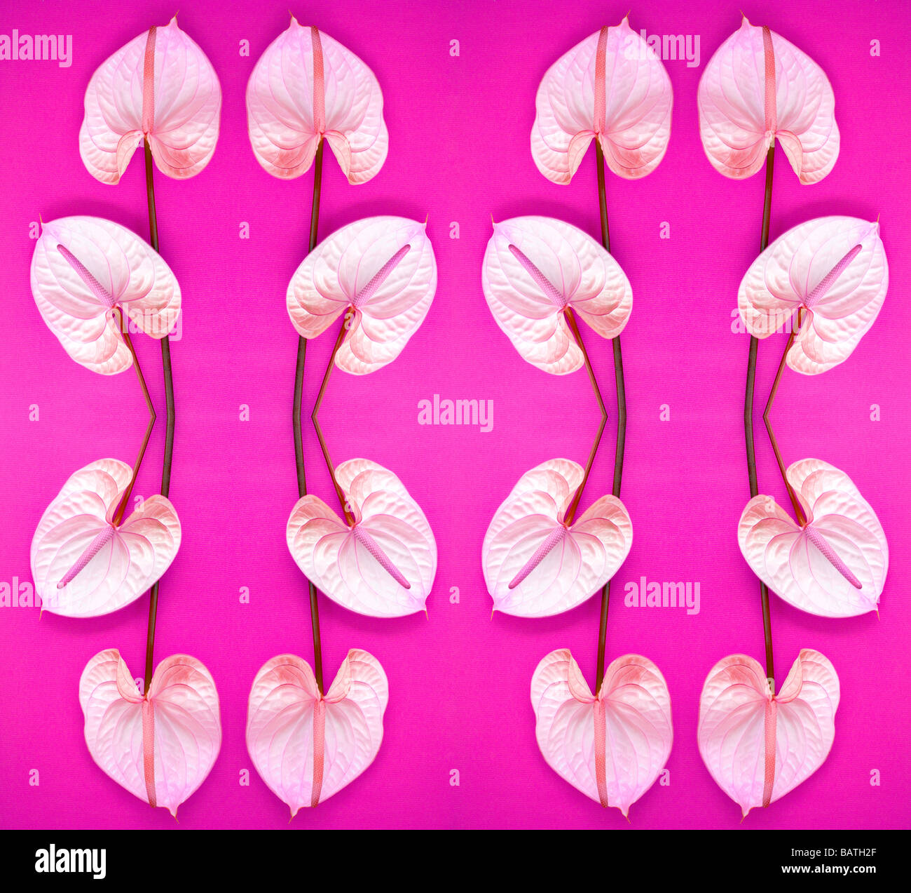 Flamingo flowers, abstract image. Stock Photo