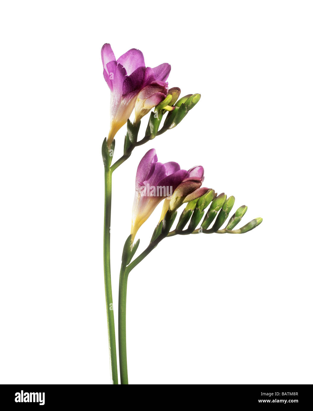 Freesia (Freesia sp.) stem with flowers and buds Stock Photo Alamy