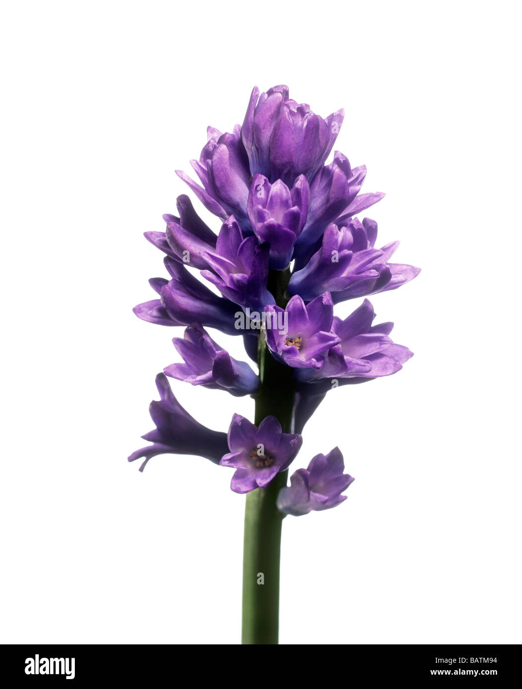 Hyacinth (Hyacinthus sp.) flowers Stock Photo - Alamy