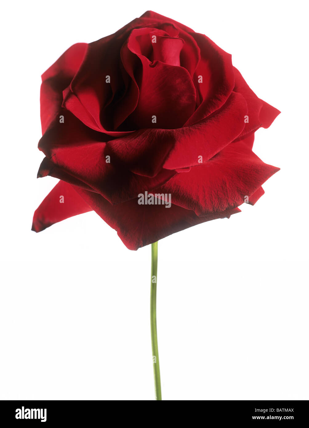 Red rose angiosperm angiosperms hires stock photography and images Alamy
