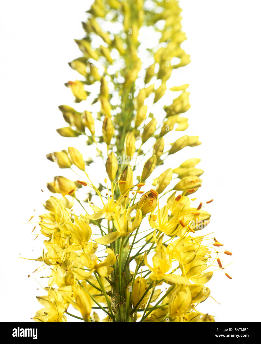 Foxtail lily (Eremurus bungei) spike with flowers. Stock Photo