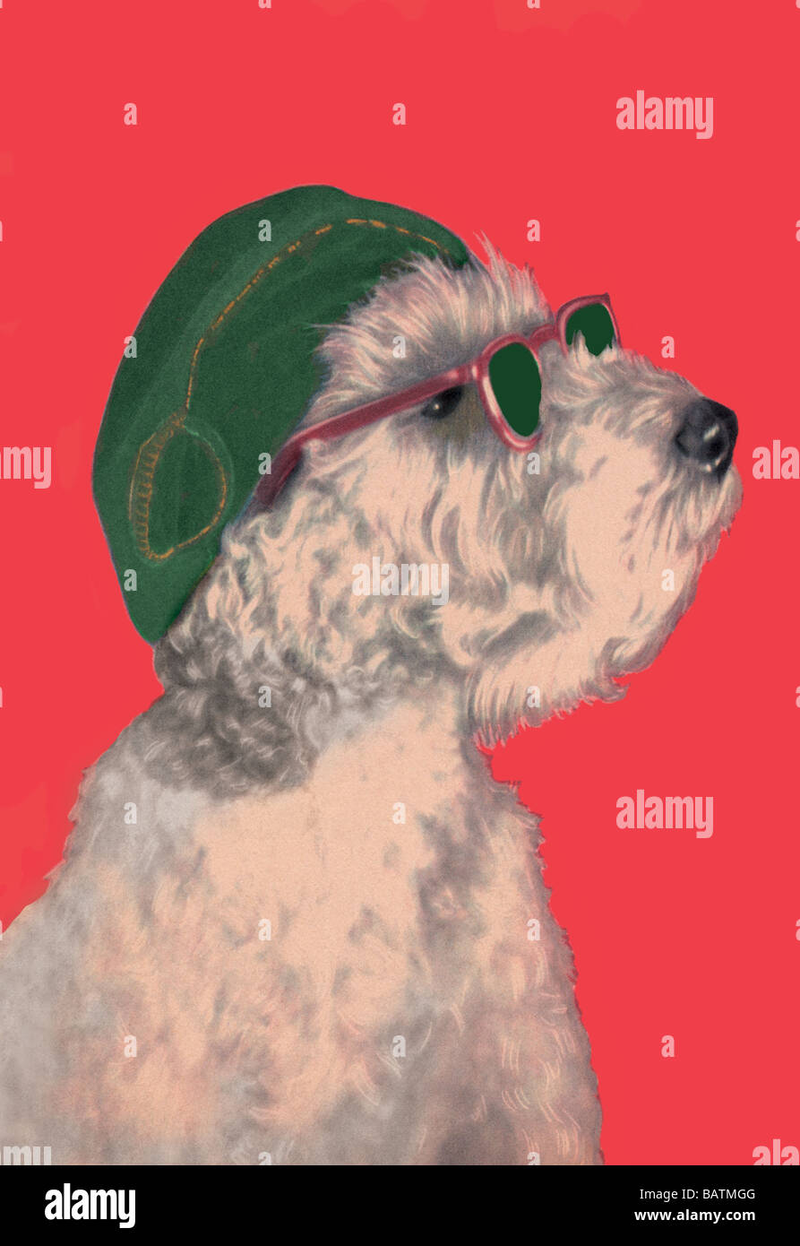 Dog with Glasses and Hat Stock Photo Alamy