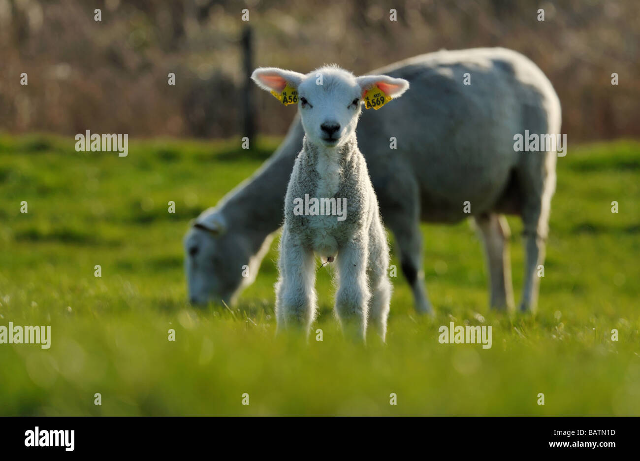 cute lambs in spring The Netherlands Stock Photo - Alamy