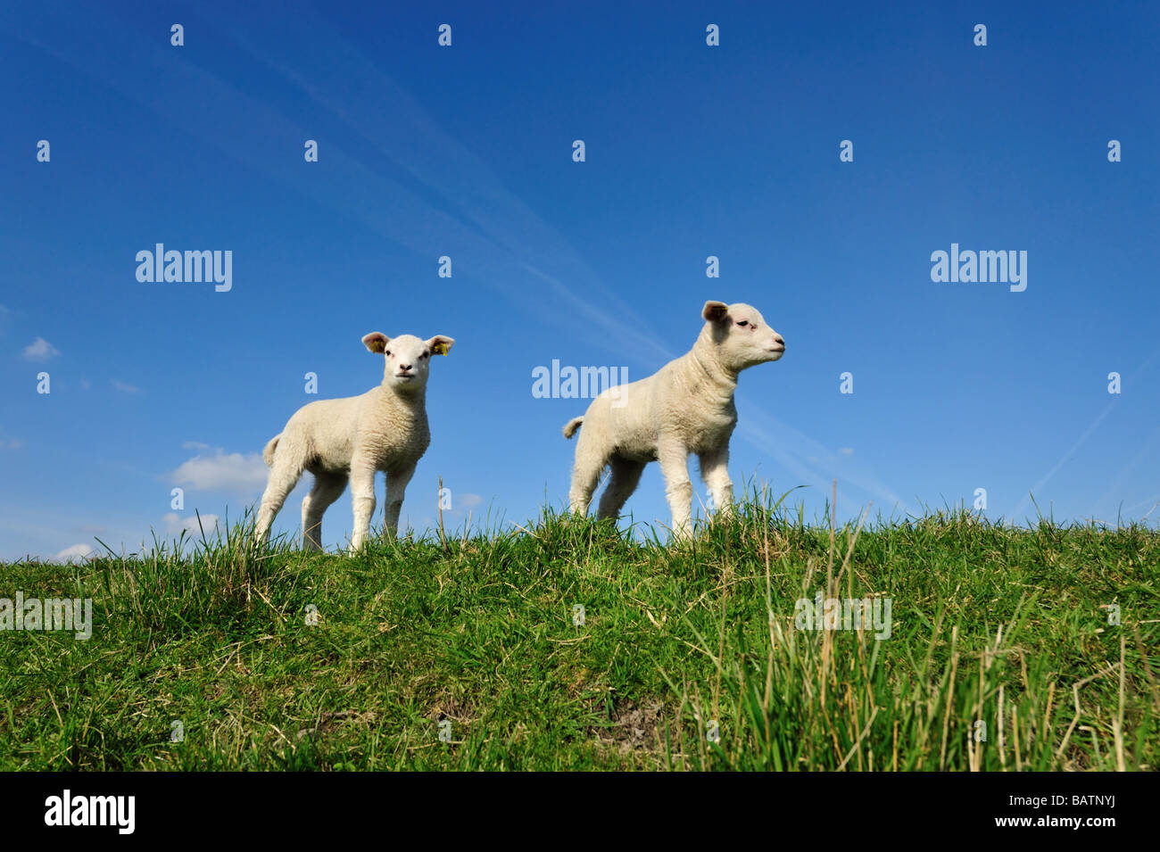 cute lambs in spring Holland The Netherlands Stock Photo - Alamy