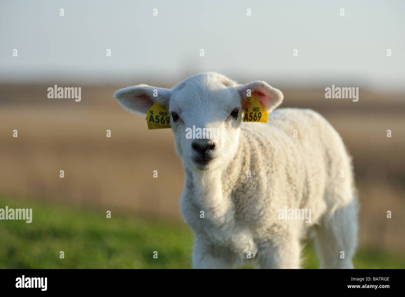 cute lambs in spring Holland The Netherlands Stock Photo - Alamy