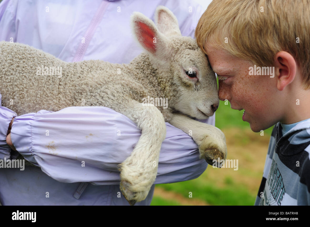 a young boy looking into the eyes of a lamb on a farm in Cornwall Stock ...