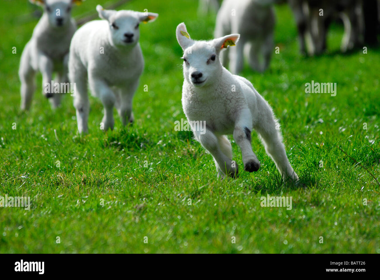 cute lambs running and jumping in spring The Netherlands Stock Photo