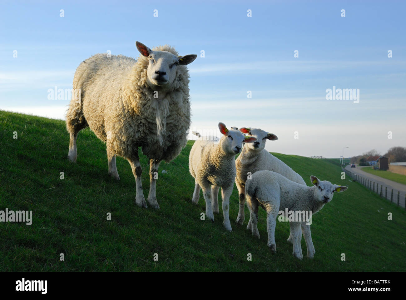 cute lambs in spring Holland The Netherlands Stock Photo - Alamy