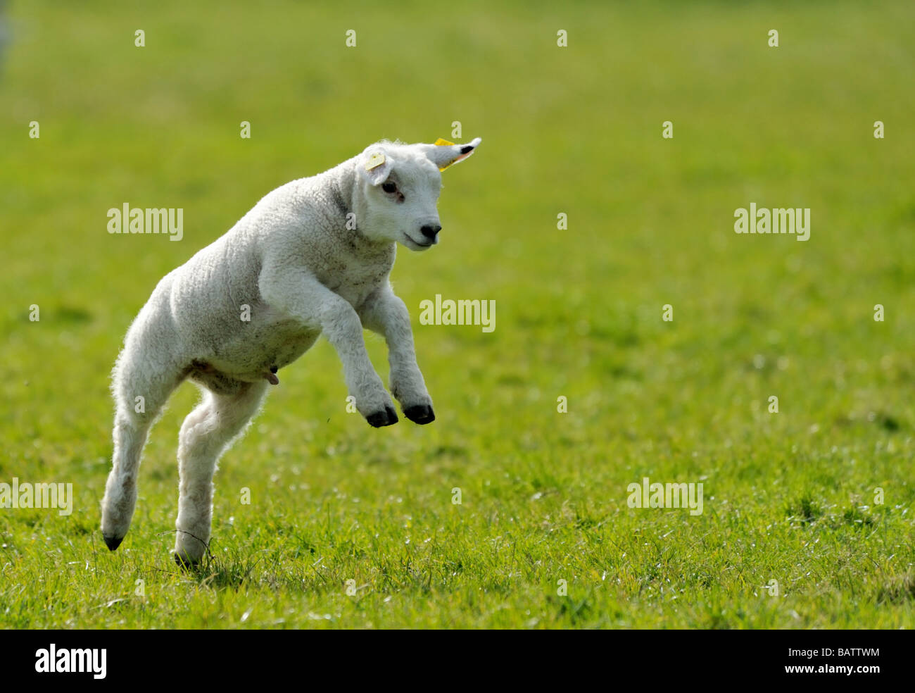 cute lamb running and jumping in spring The Netherlands Stock Photo ...