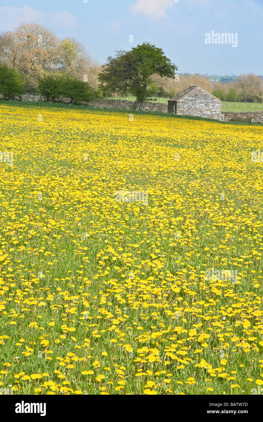 A mass of dandelions in a field near Leyburn, Yorkshire Stock Photo