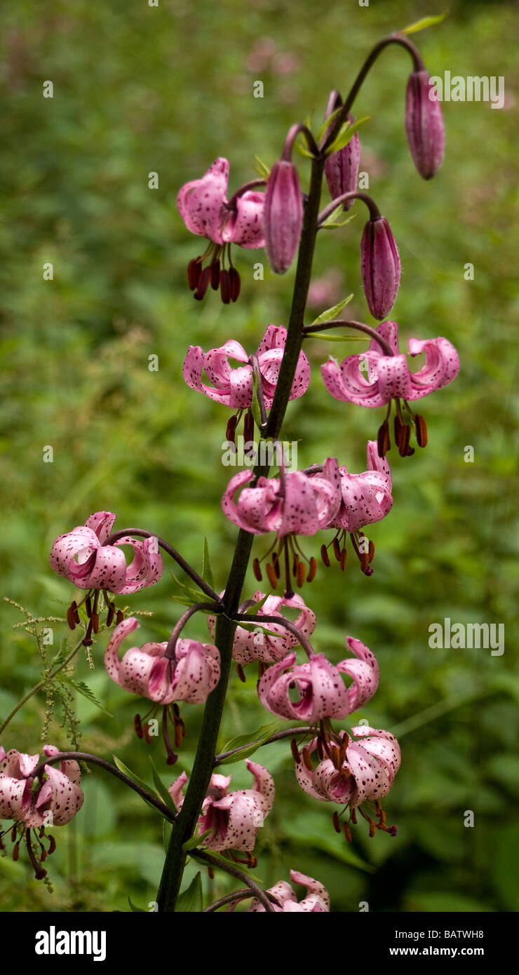 Pink Flowers Growing Wild in Woodland in Kew Gardens Stock Photo Alamy