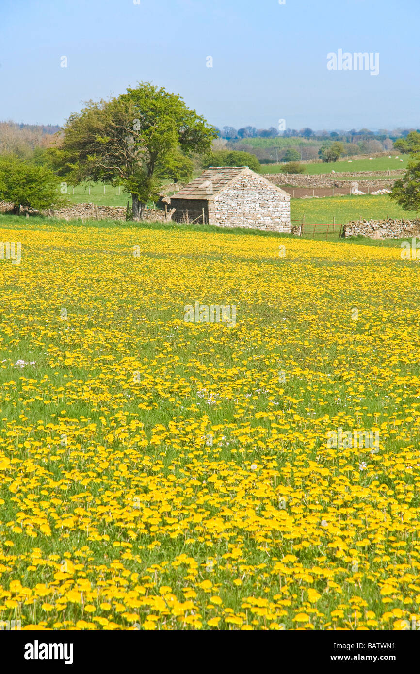 A mass of dandelions in a field near Leyburn, Yorkshire Stock Photo