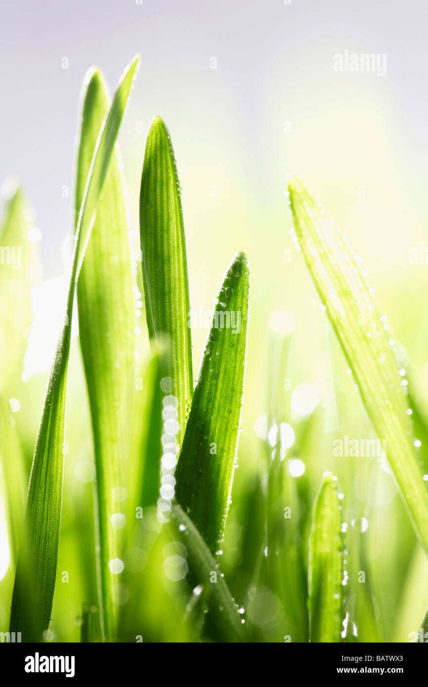 Leaves with dew, close-up Stock Photo