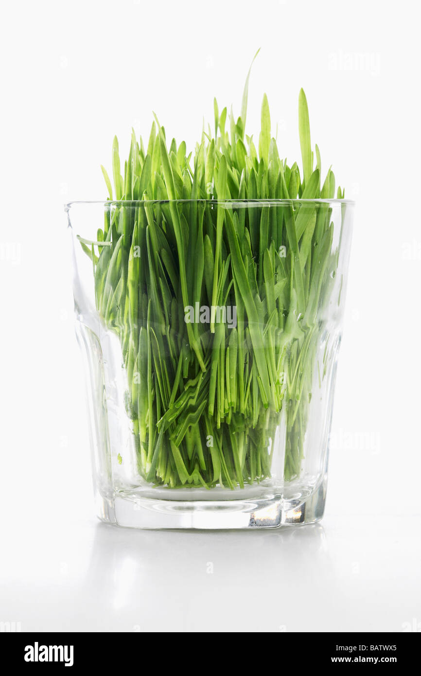 Grass in glass Stock Photo