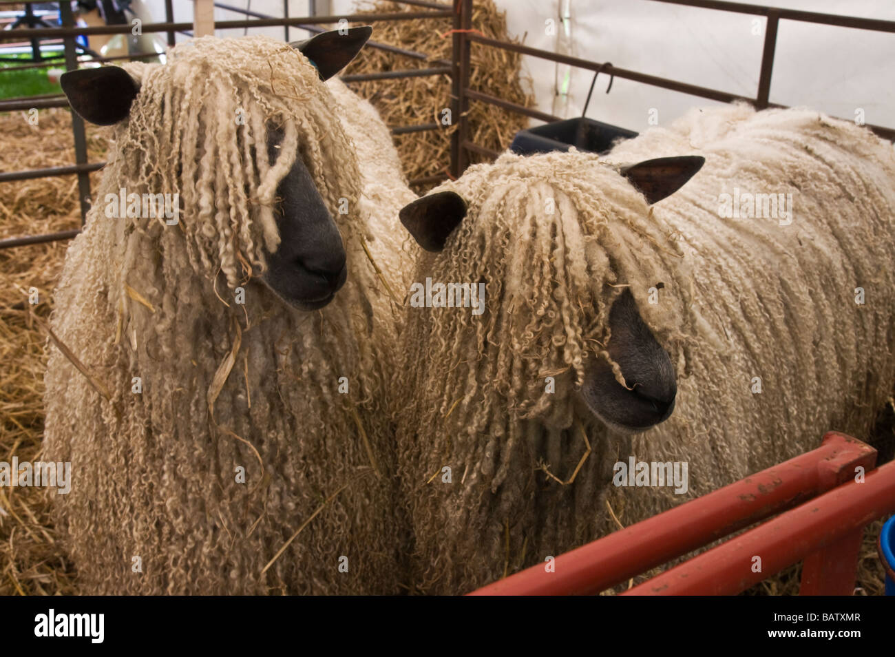 Two Wensleydale sheep in a pen Stock Photo