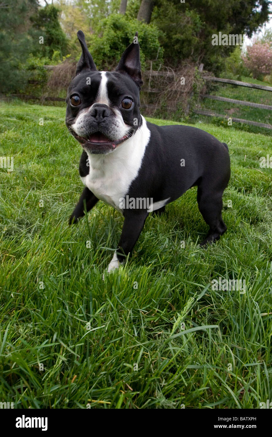 Are Boston Terriers Really Playful