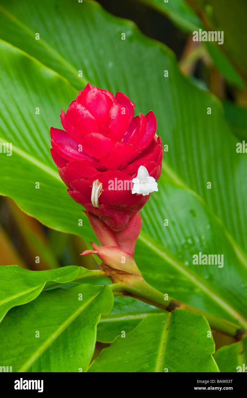 Closeup of the red ginger flower in Costa Rica Central America Stock Photo
