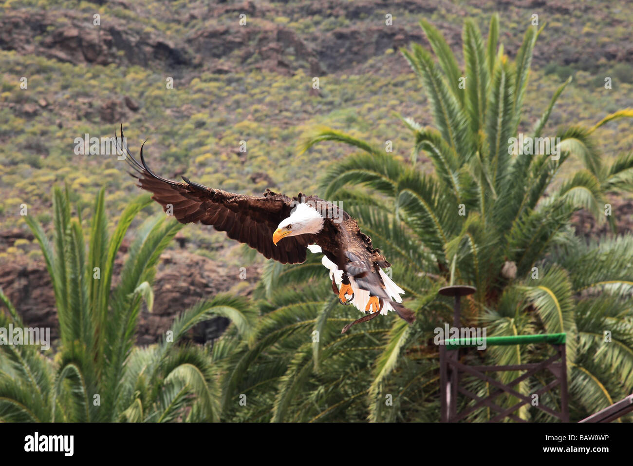 Bald eagle Haliaeetus leucocephalus in Los Palmitos Park Gran Canaria Spain Europe Stock Photo