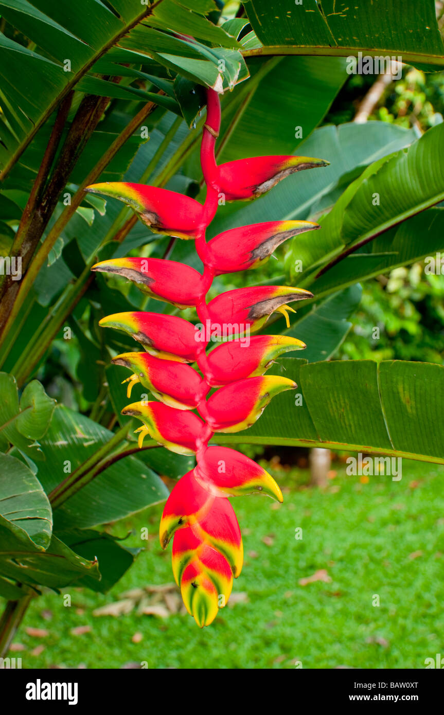 Closeup Of The Red Heliconia Flowers In Costa Rica Central America Stock Photo Alamy