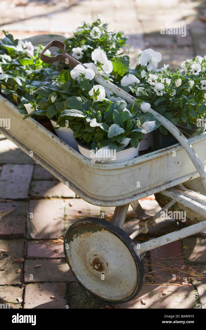 Wheelbarrow with potted plants Stock Photo Alamy