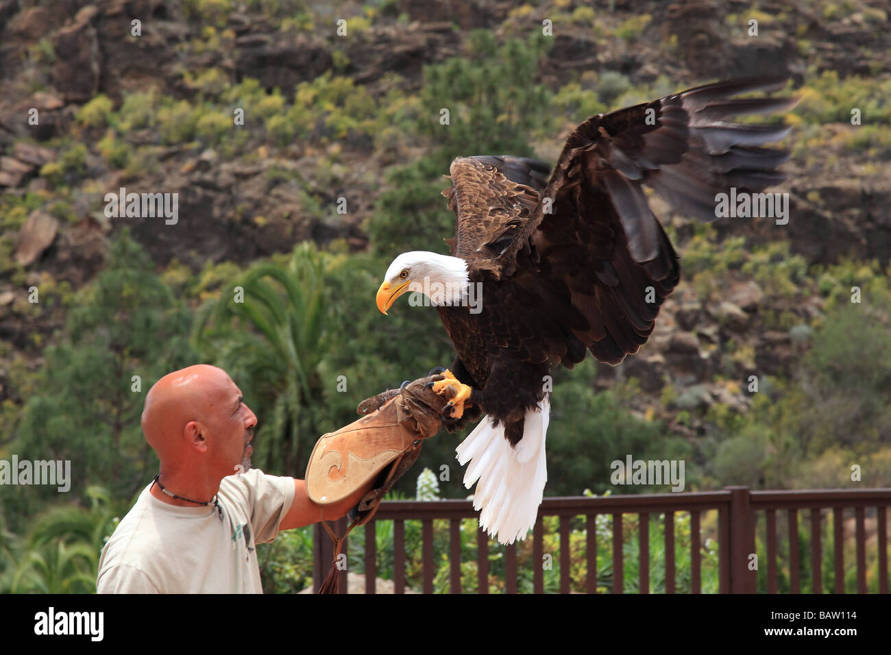 Bald eagle Haliaeetus leucocephalus with trainer in Los Palmitos Park Gran Canaria Spain Europe Stock Photo