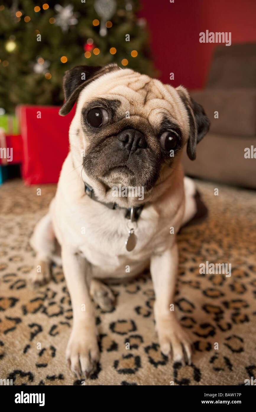 Pug sitting on carpet, Christmas tree in background Stock Photo