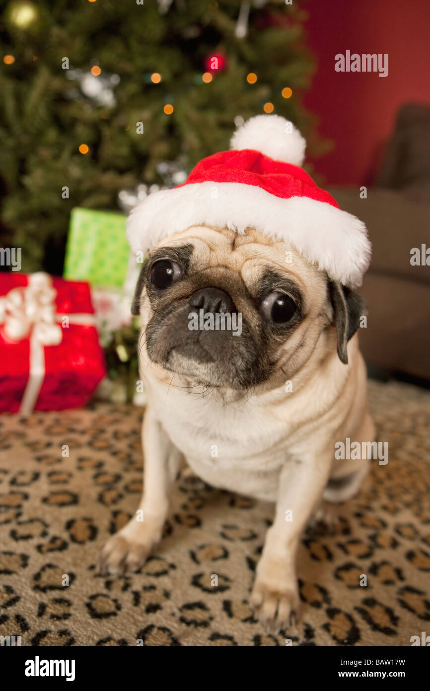Pug in Santa Claus Hat sitting on carpet, Christmas tree and Christmas presents in background Stock Photo