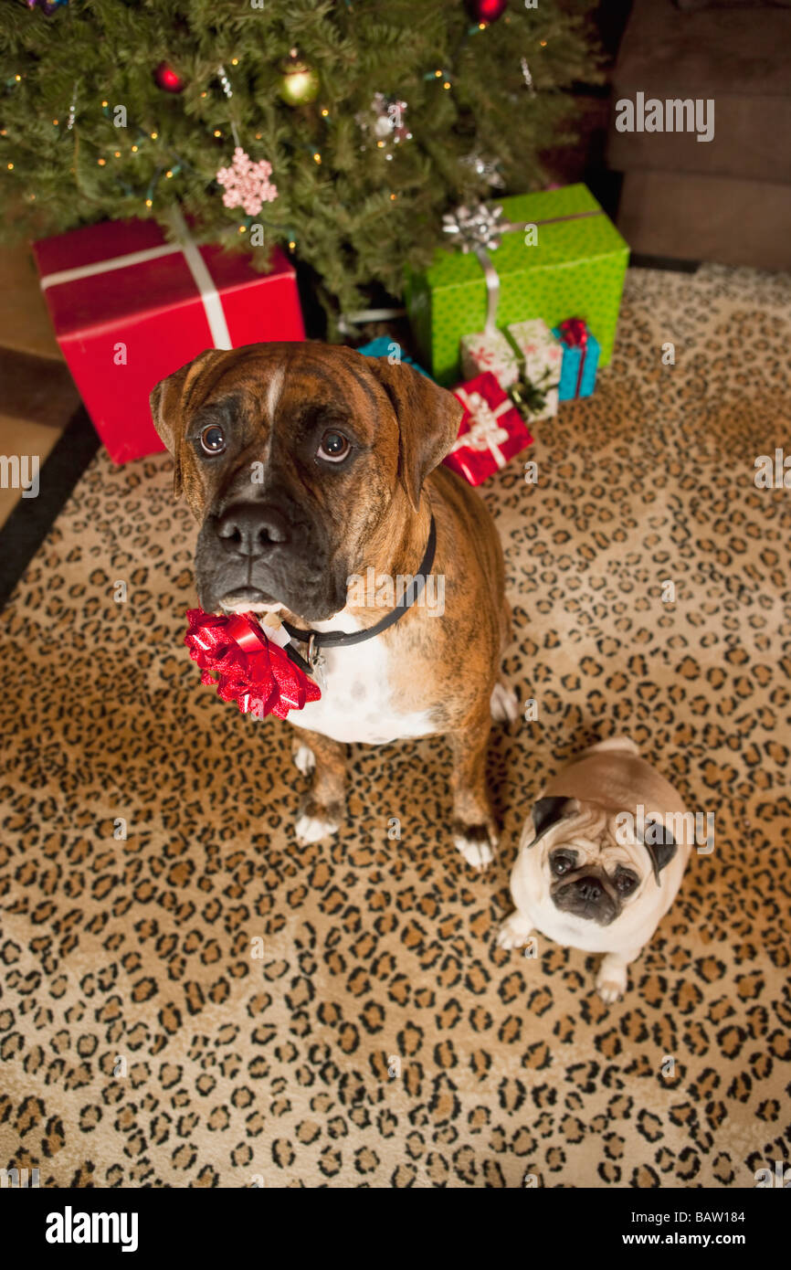 Pug and boxer sitting in front of Christmas tree Stock Photo